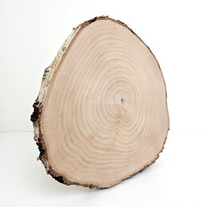 Large Birch Tree Slab - Birch Wood Slice - 11 inch Birch Tree Slice