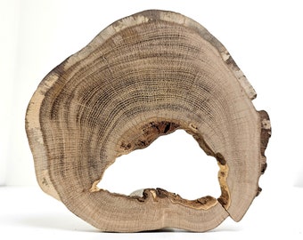 Natural Hollow Wood Slice, Live Edge Large Hollow Oak Tree Slice