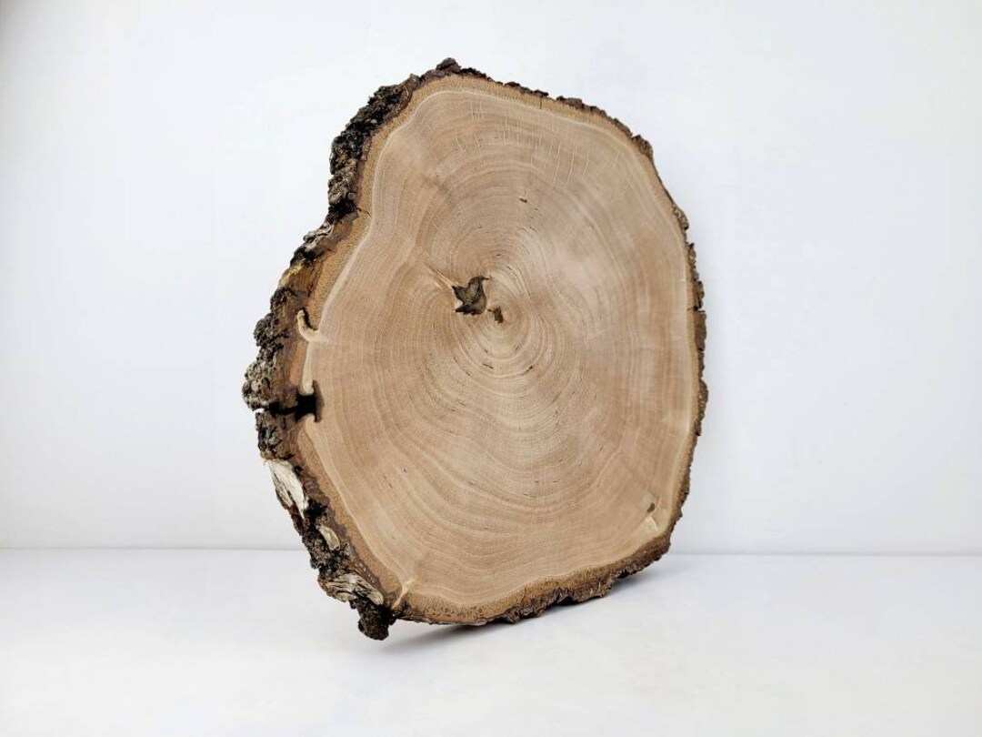 White Birch Tree Slices Natural Wood Circles Rustic Wood Rounds