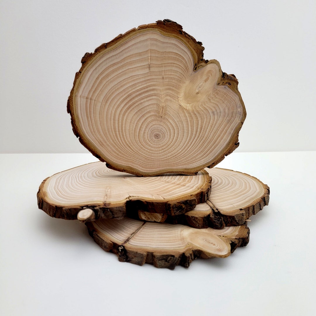 Cypress Tree Trunk Slices End Grain Wood Slabs, Natural Live Edge Wood