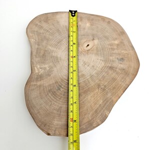 Rustic Wood Round Slab Riser, Raw Birch Slice Centerpiece 9, Charger Plate image 9