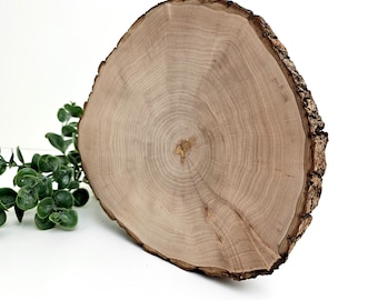 Large Willow Wood Slice, Natural Raw Wood Round Slab 24cm, Rustic Centerpiece Charger, Housewarming Gift