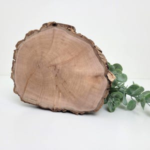 Op de afbeelding: Een ronde houten schijf met zichtbare groeiringen en een ruwe schorsrand. Het hout heeft een lichtbruine kleur. Een takje groene eucalyptusbladeren is rechts geplaatst.