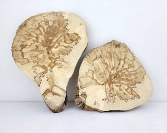 Plaques de bois de chêne écrémé - Tranches de bois rustiques de forme irrégulière - 2 à 3 pièces
