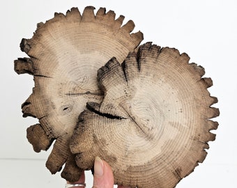 Rodajas de madera a la deriva, troncos de árbol redondos, manualidades o decoración del hogar, 2 piezas