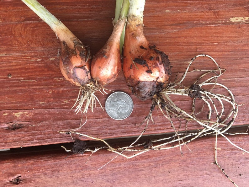 Egyptian Walking Onion Bulblets Etsy