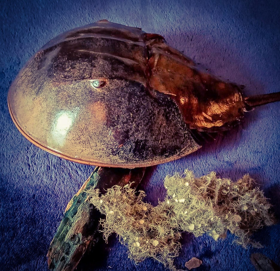 Horseshoe Crab Shells for Ocean Magic and Ocean Witch Altar. Etsy