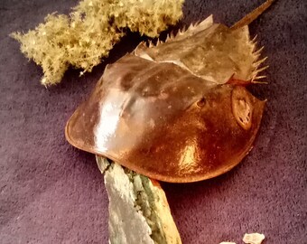 Horseshoe Crab Magic