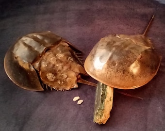 Horseshoe Crab Magic