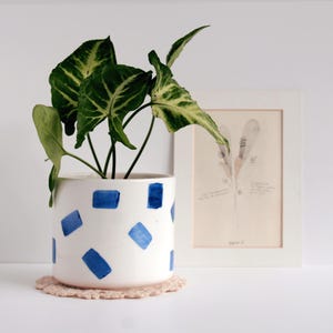 May include: A white ceramic planter with blue square brushstrokes, holding a green plant with variegated leaves. The planter sits on a beige crocheted coaster. A framed botanical print is in the background.