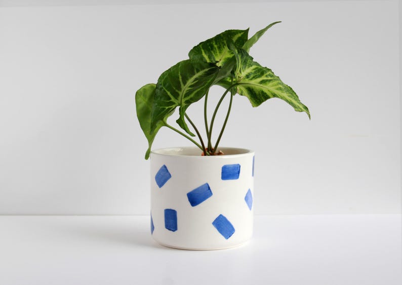 May include: A white ceramic plant pot with a blue square pattern, holding a green plant with large, patterned leaves. The pot is cylindrical and sits on a white surface.
