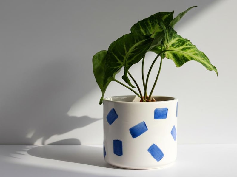May include: A white ceramic plant pot with a blue square pattern, holding a green plant with large leaves. The pot is cylindrical and sits on a white surface. The plant has multiple stems and is in the center of the pot.
