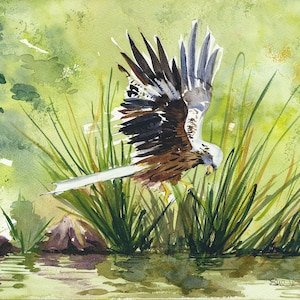 Roter Drachen Jagd Giclee Druck von Aquarell