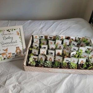 May include: A rectangular tray filled with small succulent plants, each with a decorative card featuring woodland animal illustrations. A framed sign reads "Please take a Baby Succulent and watch Baby grow."