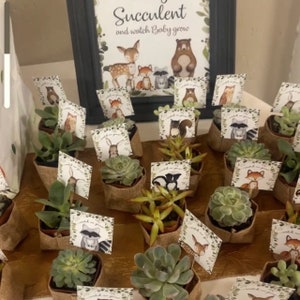 May include: A display of small succulent plants in burlap pots, each with a decorative card featuring woodland animal illustrations. A framed sign above reads "Succulent and watch Baby grow."