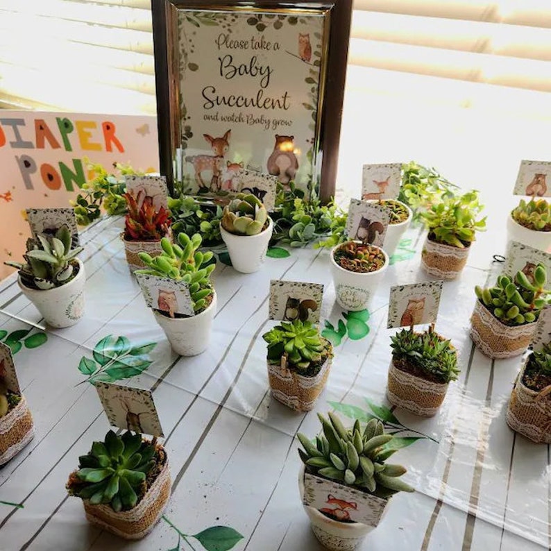 May include: A table display featuring small potted succulents, each in a white pot with a burlap and lace trim. A sign reads "Please take a Baby Succulent and watch Baby grow." The scene is decorated with greenery and small animal illustrations.