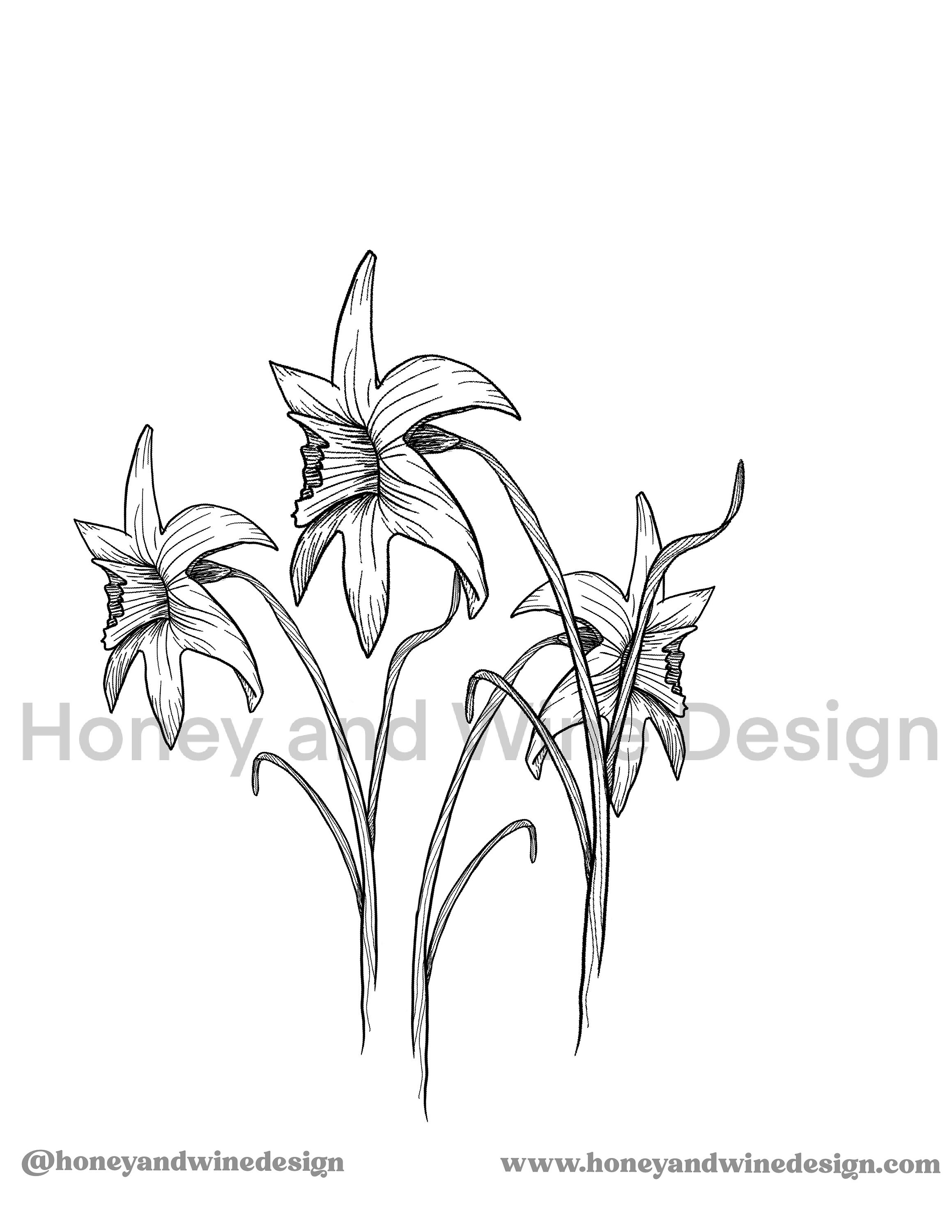 Daffodil Flower Coloring Page for Kids and Adult Digital Printable ...