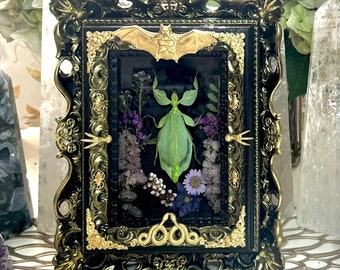 Framed Leaf Insect Artpiece