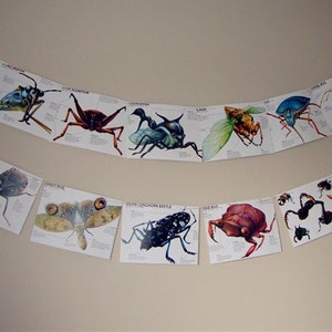 Può includere: Una ghirlanda di illustrazioni di insetti colorati, ciascuna con un nome e una descrizione, è appesa a un muro. Gli insetti includono una libellula, uno scarabeo, una cicala e una mantide.