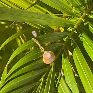 Real seashell and natural pearl pendant, dainty pearl necklace, gift for her, beach jewelry