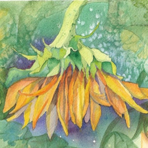 Tournesols