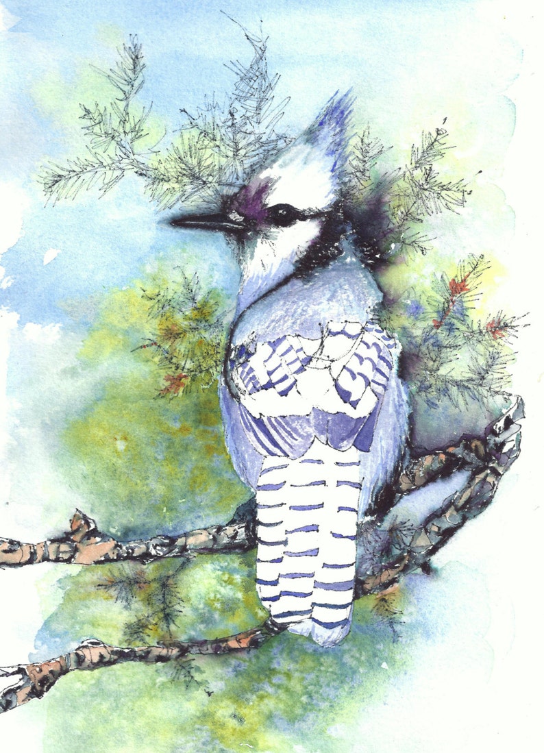 Blue jay image 1