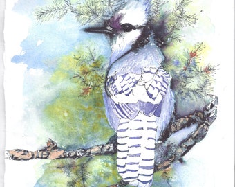 Blue Jay