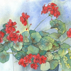 Floraciones de geranios de verano