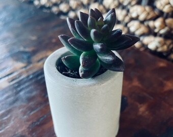 Mini concrete planter, succulent planter, wedding favors, FREE SHIPPING mini concrete pot, air plant holder