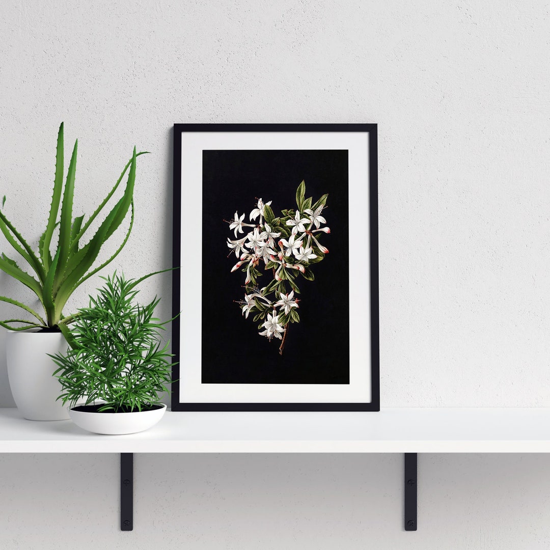Botanical Flower Wall Art Black Background, Printable Wall Art, Digital Download, Flower