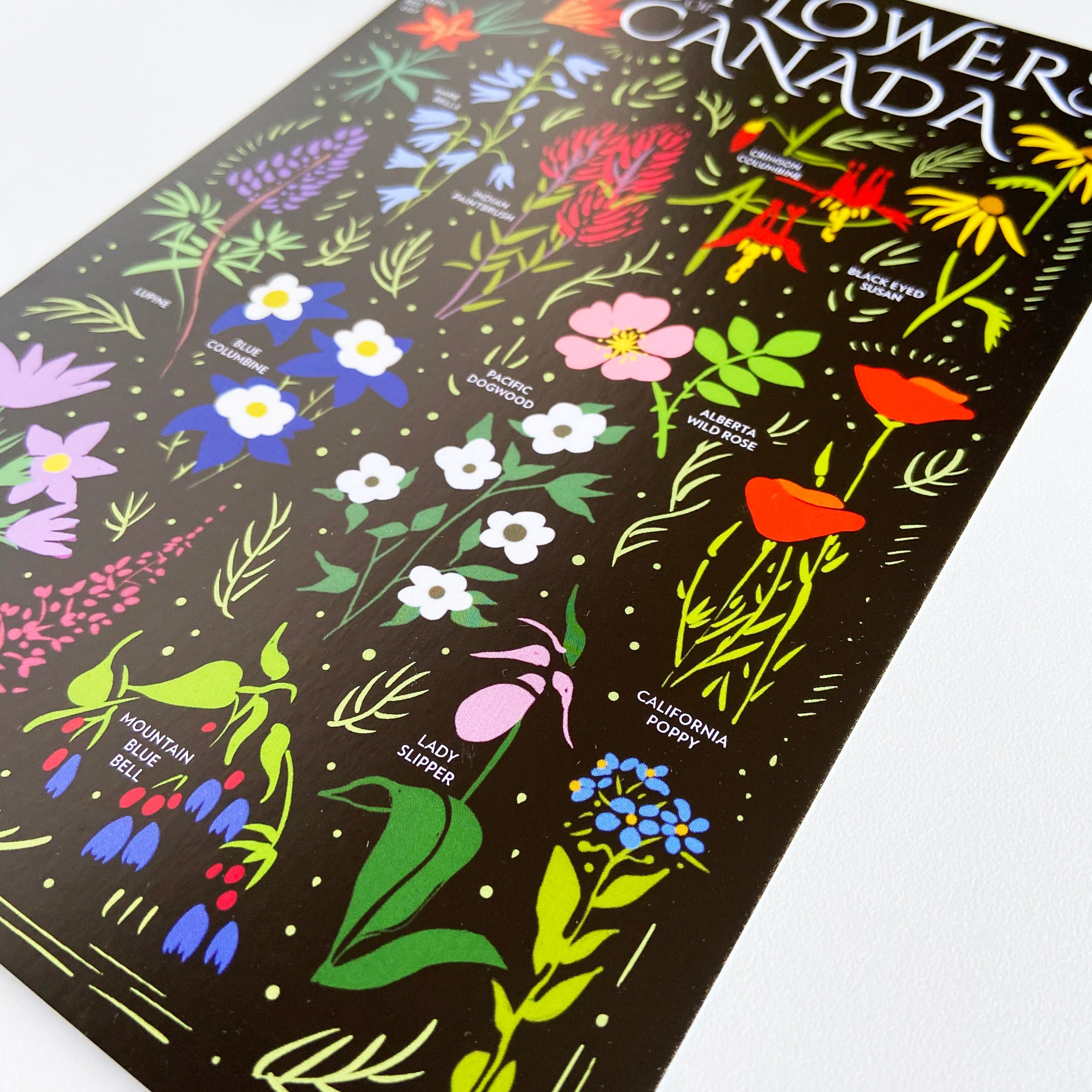 Wildflowers of Canada Postcard HUGE 6x9 Floral Botanical Art - Etsy Canada