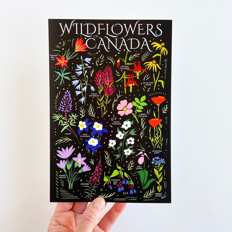 Wildflowers of Canada Postcard HUGE 6x9 Floral Botanical Art image 2