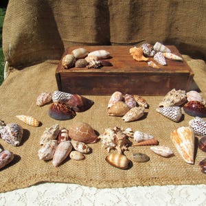 Shell Assortment, Shell Selection, Choose your Shell Assortment