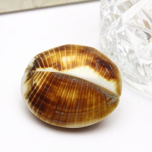 Vintage Brown and Ivory Genuine Seashell Bead 33x38mm 1pcs