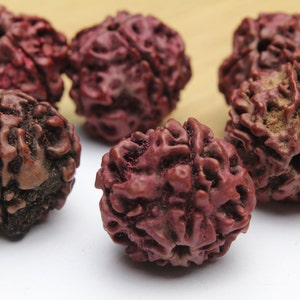 Genuine Mukhi Rudraksha Beads 15x20mm 3pcs