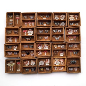 Fjärilssvampprovlåda, Kuriosalåda, Dockhusminiatyr, Skugglåda, Museiutställning, Minikonst, Unik magnet, Naturidentifiering