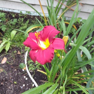 May include: A close-up of a vibrant red daylily flower with a bright yellow center and delicate yellow stamens. The flower is surrounded by long, green leaves and sits in a garden bed with dark soil.