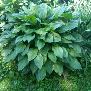 May include: A large green plant with large, wide leaves. The plant is growing in a garden setting.