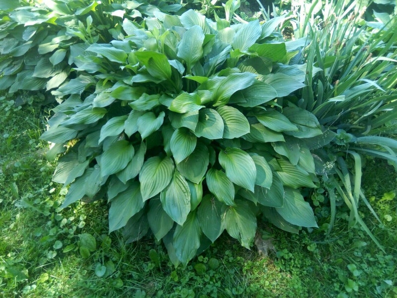 May include: A large green plant with large, wide leaves. The plant is growing in a garden setting.