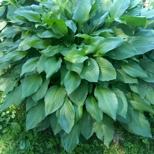May include: A close-up of a large green plant with wide, pointed leaves. The plant is growing in a garden setting.