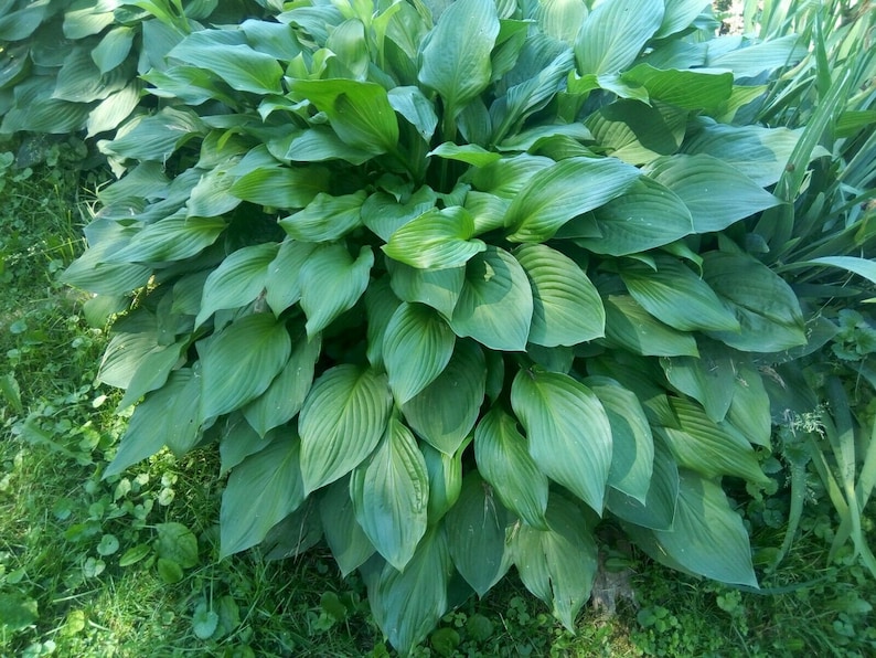 May include: A close-up of a large green plant with wide, pointed leaves. The plant is growing in a garden setting.
