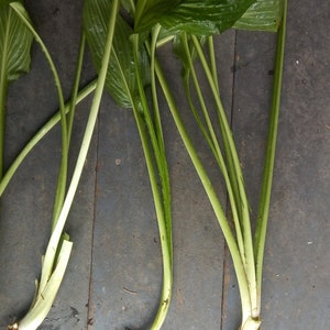 May include: Three bundles of green leafy plants with long stems and roots. The plants are lying on a grey wooden surface.