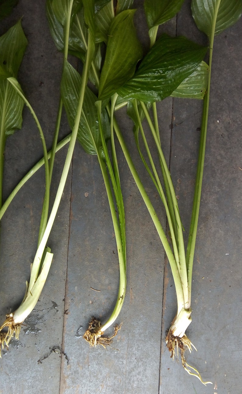 May include: Three bundles of green leafy plants with long stems and roots. The plants are lying on a grey wooden surface.