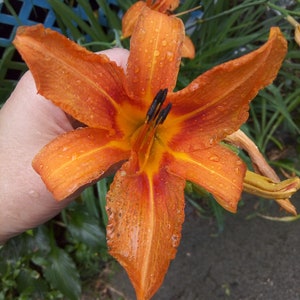 Orange Day Lily Tiger Lily Wild Plant  Hardy Bare Root Live Plant Perennial Tall Quick growing low maintenance pre-order ships in may