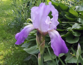 Bearded iris rhizomes two tone purple live plants perennial Old fashioned dug tubers Heirloom No chemical lavender pre-order ships in may