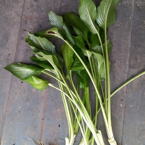 May include: A bunch of green hosta plants with roots, ready to be planted in the garden.