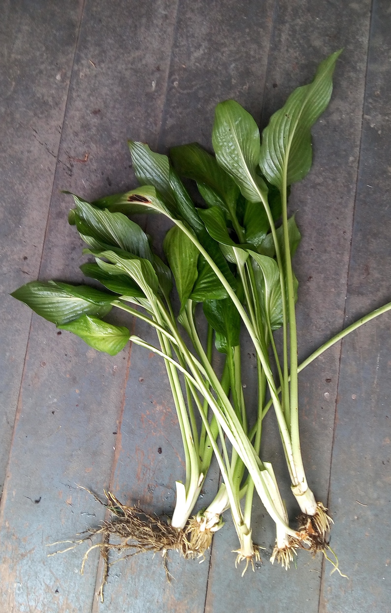 May include: A bunch of green hosta plants with roots, ready to be planted in the garden.