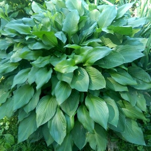 May include: A large green plant with wide, pointed leaves. The plant is growing in a garden setting.