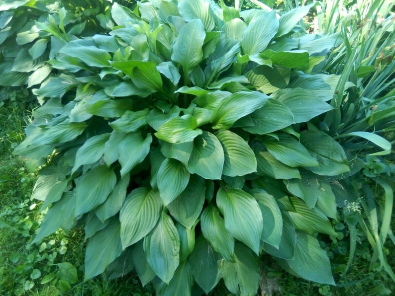 May include: A large green plant with wide, pointed leaves. The plant is growing in a garden setting.