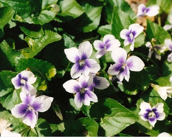 Wild Violets Mixed Purple White Plants Flower Perennial Bare Root Easy Grow Light Purple Native Wildflowers pre-order ships in may